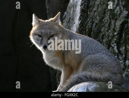 North American Swift-Fuchs-Porträt (Vulpes Velox) Stockfoto