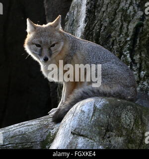 North American Swift-Fuchs-Porträt (Vulpes Velox) Stockfoto