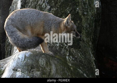 Erkunden North American Swift-Fuchs (Vulpes Velox) Stockfoto