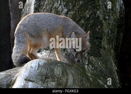 Erkunden North American Swift-Fuchs (Vulpes Velox) Stockfoto