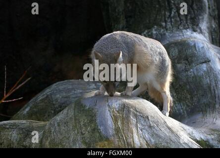 North American Swift-Fuchs (Vulpes Velox) erkunden Stockfoto