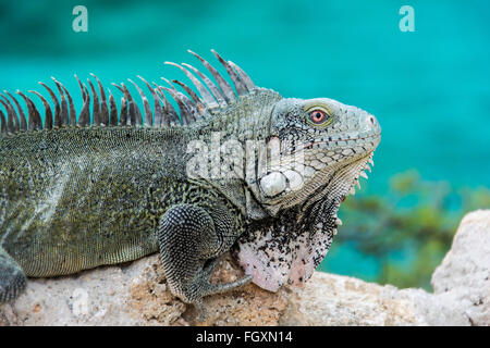 Leguan am Playa Lagun, Curacao Stockfoto