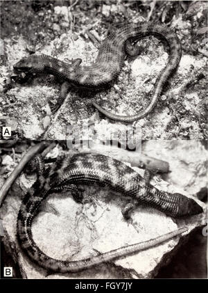 Aktuelle Herpetologie (2002) Stockfoto