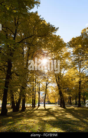 Herbst in Helsinki Stockfoto