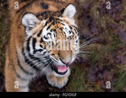 Weibliche Amur Tiger Cub Knurren Stockfoto