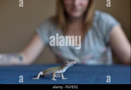 Eine Frau betrachtet ein Gecko auf einem Tisch. Stockfoto