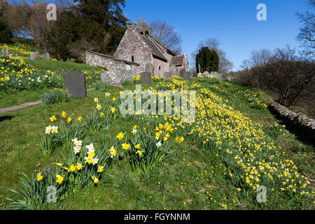 Narzissen blühen bei Patricio (Partrishow) Kirche des St. Issui, Powys, Wales, UK Stockfoto