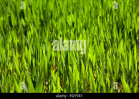 Weizen hautnah Stockfoto