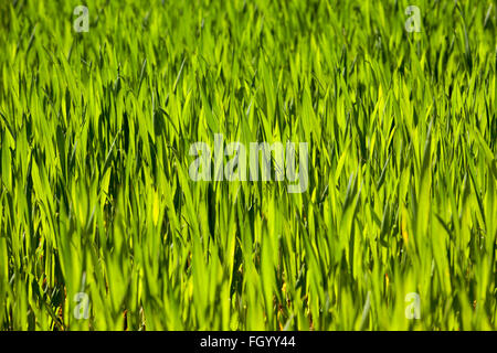 Weizen hautnah Stockfoto