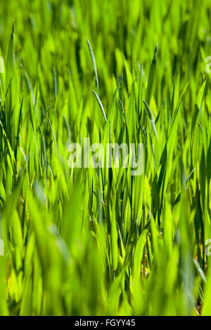 Weizen hautnah Stockfoto
