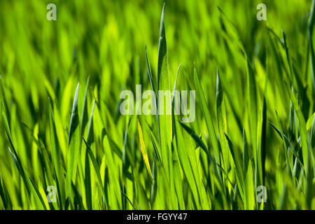 Weizen hautnah Stockfoto