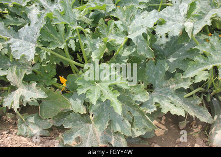 Australische grün Sommerkürbis, Cucurbita Pepo, Sorte mit dunkel grüne Haut mit blassen Grün schmale Streifen und Punkten Stockfoto