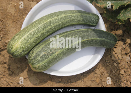 Australische grün Sommerkürbis, Cucurbita Pepo, Sorte mit dunkel grüne Haut mit blassen Grün schmale Streifen und Punkten Stockfoto