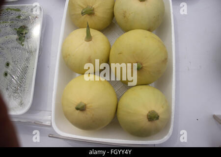 PUSA Pasand DS-8 Sommerkürbis, Cucurbita Pepo, Stoff Kadu, Sorte mit abgerundeten leichte grüne Früchte, gelb wenn Sie reif Stockfoto