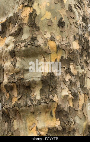 Nahaufnahme von der Rinde eines Baumstammes Ahornblättrige Platane (Platanus X acerifolia) Stockfoto