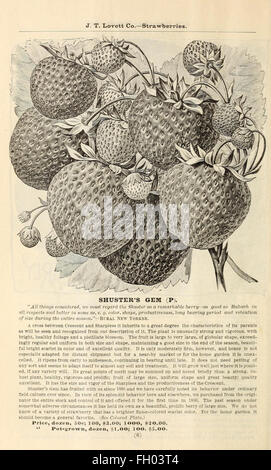 Lovett illustrierter Katalog von Obst- und Zierbäume und Pflanzen für den Herbst des Jahres 1891