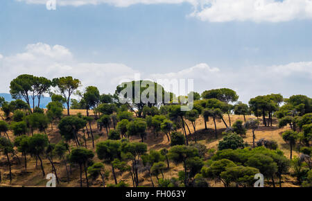 Spärliche grüne Bäume auf trockenen Hügel gegen bewölkten Himmel. Stockfoto