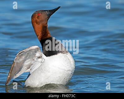 Männliche Canvasback Ente Flügel anzeigen Stockfoto