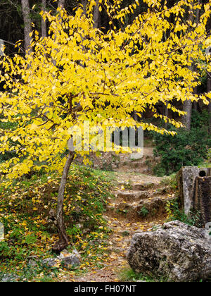 Baum Blätter im Herbst, Jarapalos Sierra de Mijas. Naturpark, Provinz Malaga Costa del Sol Andalusien Südspanien Stockfoto