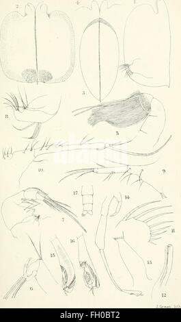 Die Annalen und Zeitschrift der Naturgeschichte - Zoologie, Botanik und Geologie (1838)
