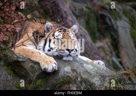 Männliche (Sibirien) Amur-Tiger liegend auf Felsen, gelangweilt auf der Suche Stockfoto