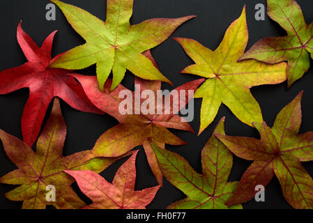 Herbstfarben, lässt bunte Ahorn verstreut auf einem schwarzen Hintergrund Stockfoto