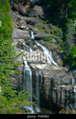 Tannenzweigen vor Wasserfall. Stockfoto