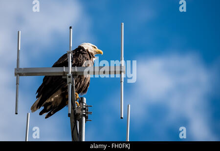 Weißkopfseeadler sitzt hoch auf Antenne Stockfoto