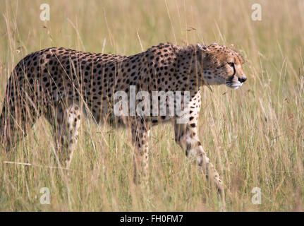 Gepard stalking das hohe Gras, Tansania Stockfoto