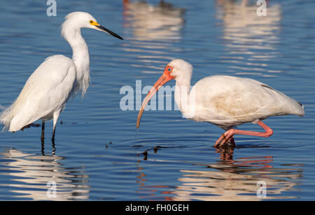 Amerikanische weiße Ibis (Eudocimus Albus) und Snowy Silberreiher (Egretta unaufger) Fütterung in Gezeiten Marsh, Galveston, Texas, USA. Stockfoto