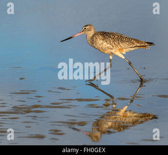 Marmorierte Uferschnepfe (Limosa Fedoa) läuft am Meer entlang, Galveston, Texas, USA. Stockfoto