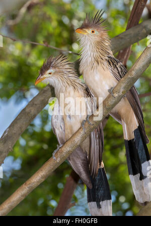 Guira Kuckucks (Guira guira), Captive (aus Südamerika) Stockfoto