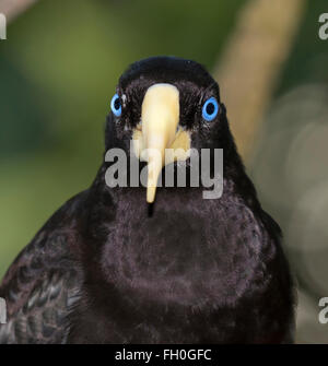 Crested oropendola (Psarocolius decumanus) Porträt, Captive (aus Südamerika) Stockfoto