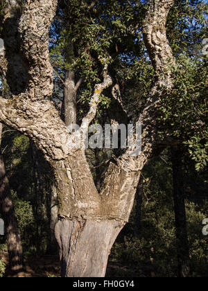 Korkeiche, Wald der Montes de Málaga, Costa del Sol Andalusien Südspanien Stockfoto