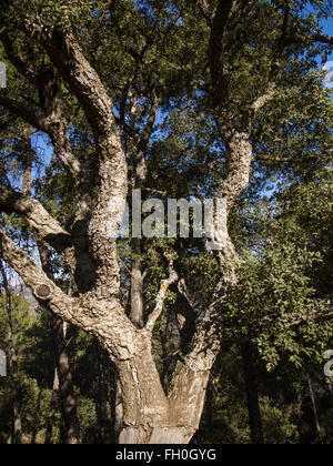 Korkeiche, Wald der Montes de Málaga, Costa del Sol Andalusien Südspanien Stockfoto