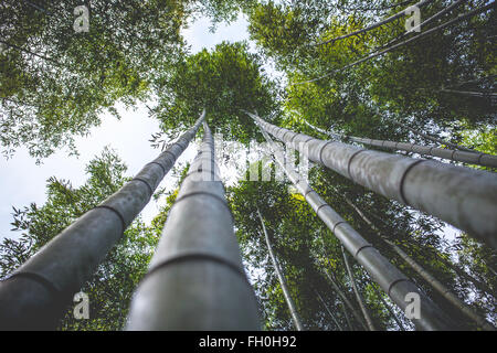 Bambus-Haine Stockfoto