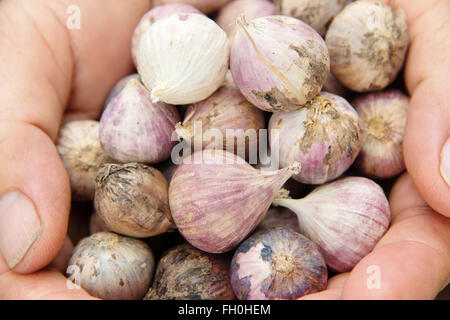 frische Bio-Knoblauch Stockfoto