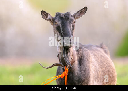 bärtige Ziege Porträt hautnah Stockfoto