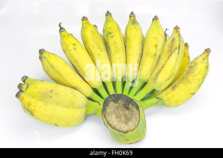 Pisang Awak Banane, Kluai-Nam-Wa, Cultivate Banane auf weißem Hintergrund. Stockfoto