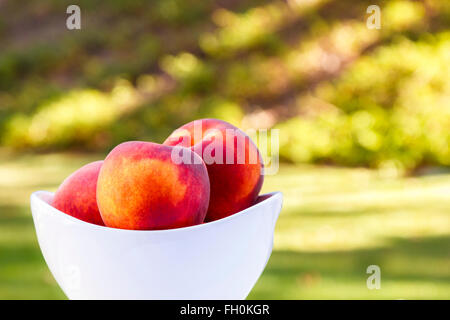 Leckere Pfirsiche in eine Schüssel geben, in einem grünen Hintergrund und Einstellung Sonnenlicht Stockfoto