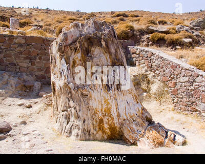 der versteinerte Wald, Lesbos Insel, Nord West Ägäis, Griechenland, Europa Stockfoto