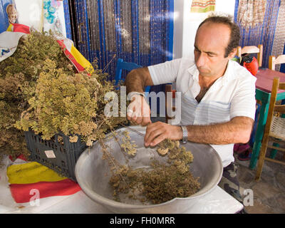 ein Mann wählte Origanum, Melinta Strand, Plomari Bereich, Lesbos Insel, Nord West Ägäis, Griechenland, Europa Stockfoto