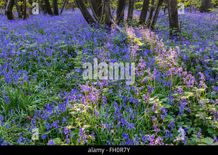 Glockenblumen in Holz mit Abendlicht in Kings Holz, Maidstone Stockfoto