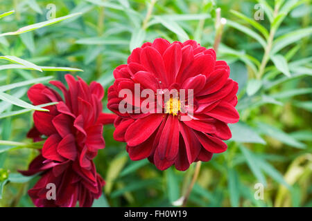 Dahlie "Arabian Night" Blumen. Stockfoto