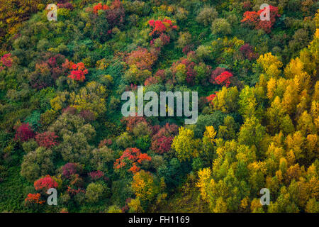 Bunten Laubwald, Herbst, Herbstfarben, Ruhrgebiet, Nordrhein-Westfalen, Deutschland Stockfoto