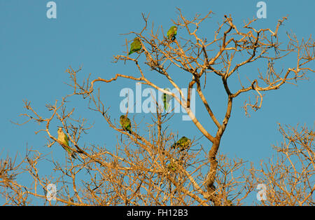 Mönchssittiche (Myiopsitta Monachus) sitzt in einem Baum, Pantanal, Brasilien Stockfoto