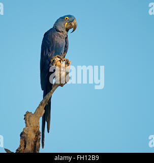 Hyazinth-Ara (Anodorhynchus Hyacinthinus) auf Toten Ast, Pantanal, Mato Grosso, Brasilien Stockfoto