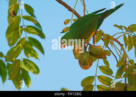 Gelb-chevroned Sittich (Brotogeris Chiriri) Fütterung auf eine Frucht, Pantanal, Mato Grosso, Brasilien Stockfoto