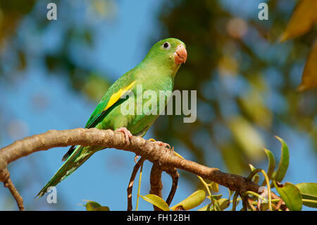 Gelb-chevroned Sittich (Brotogeris Chiriri) auf Ast, Pantanal, Mato Grosso, Brasilien Stockfoto