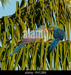 Hyazinth-Ara (Anodorhynchus Hyacinthinus), paar, Pantanal, Mato Grosso, Brasilien Stockfoto